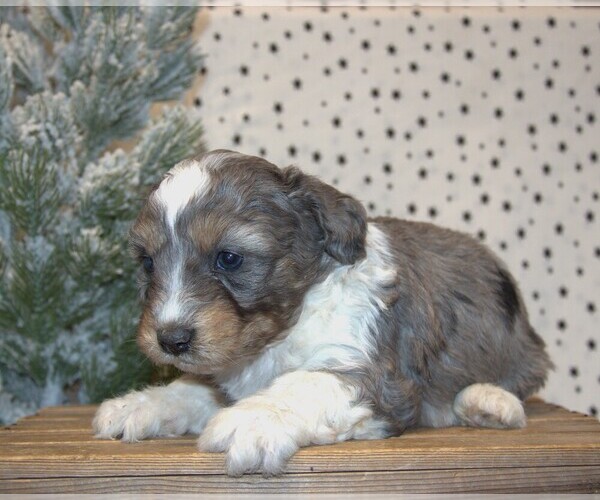 Medium Photo #3 Aussiedoodle Miniature  Puppy For Sale in NEWBERRY, IN, USA