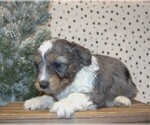 Small Photo #4 Aussiedoodle Miniature  Puppy For Sale in NEWBERRY, IN, USA