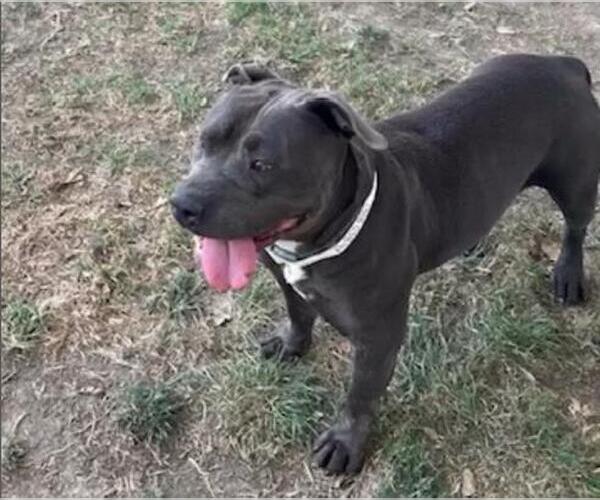 Medium Photo #1 American Pit Bull Terrier Puppy For Sale in Riverside, CA, USA
