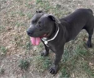 American Pit Bull Terrier Dogs for adoption in Riverside, CA, USA
