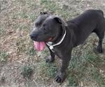 Small American Pit Bull Terrier