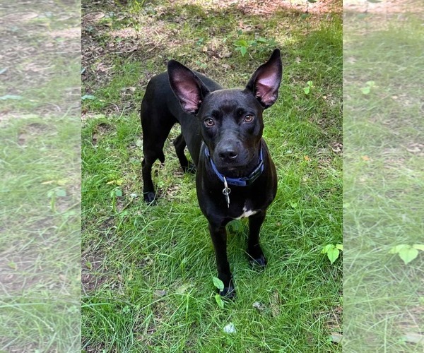 Medium Photo #2 Mutt Puppy For Sale in Greenville, SC, USA