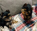 Small Photo #1 Yorkshire Terrier Puppy For Sale in PLANO, TX, USA