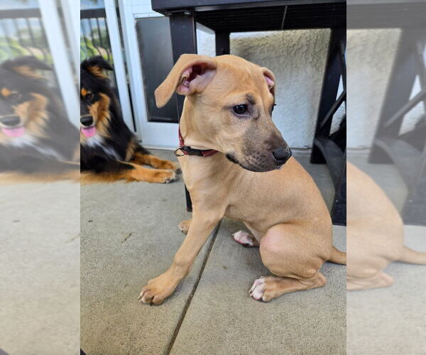 Medium Photo #1 Black Mouth Cur-Labrador Retriever Mix Puppy For Sale in Dana Point, CA, USA