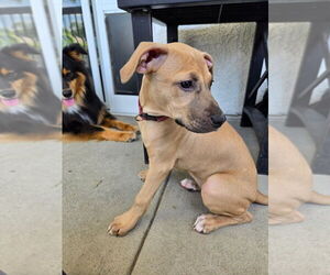 Black Mouth Cur-Labrador Retriever Mix Dogs for adoption in Dana Point, CA, USA