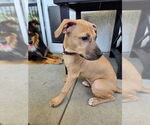 Small Black Mouth Cur-Labrador Retriever Mix