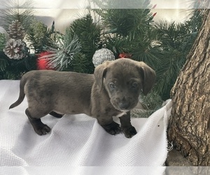 Dachshund Puppy for sale in KNOXVILLE, TN, USA
