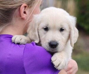 Golden Retriever Puppy for Sale in CONGERVILLE, Illinois USA