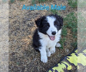 Border Collie Puppy for sale in WARDEN, WA, USA
