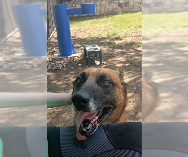 Medium Photo #7 Mutt Puppy For Sale in Stevens Point, WI, USA