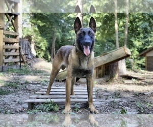Father of the Belgian Malinois puppies born on 10/30/2022