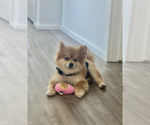 Small Photo #1 Pomeranian Puppy For Sale in WEST BLOOMFIELD, MI, USA