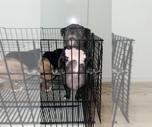 American Bully Puppy for sale in SAINT JOSEPH, MO, USA