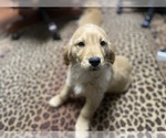 Small Photo #2 Golden Retriever Puppy For Sale in WASHINGTON, DC, USA
