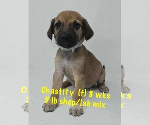 Medium Labrador Retriever Mix