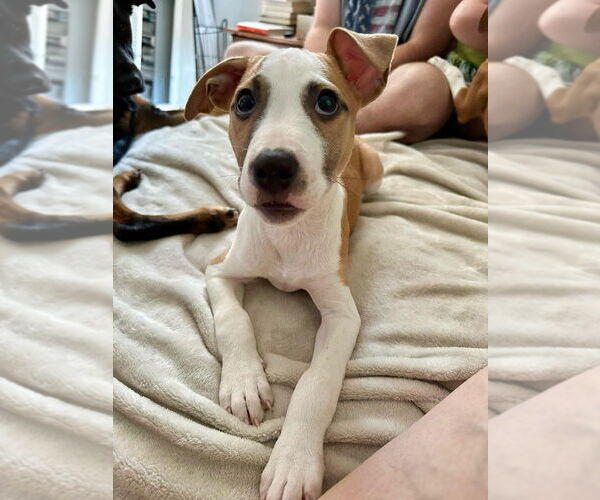Medium Photo #6 American Pit Bull Terrier-Unknown Mix Puppy For Sale in New York, NY, USA