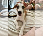 Small #5 American Pit Bull Terrier Mix