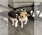 Small #5 Labrador Retriever