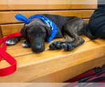 Small Labrador Retriever-Plott Hound Mix