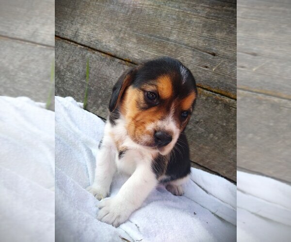 Medium Photo #1 Beagle Puppy For Sale in COLVILLE, WA, USA