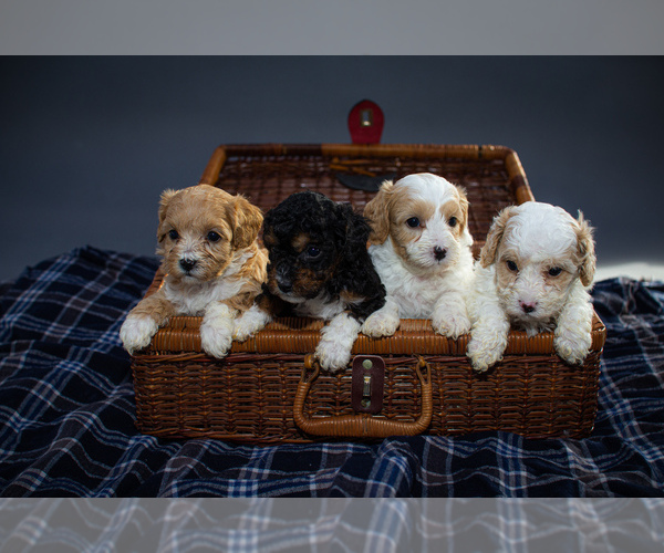 Medium Photo #1 Cavapoo Puppy For Sale in PORTAGE, MI, USA
