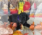 Small Photo #7 Poodle (Standard) Puppy For Sale in PORT ST LUCIE, FL, USA