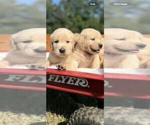 Golden Retriever Puppy for sale in MAPLESVILLE, AL, USA