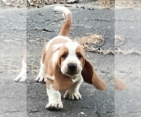 Medium Photo #12 Basset Hound Puppy For Sale in NEWBERN, TN, USA