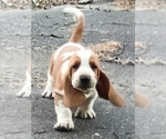 Small #11 Basset Hound