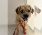 Small #2 Chihuahua Mix