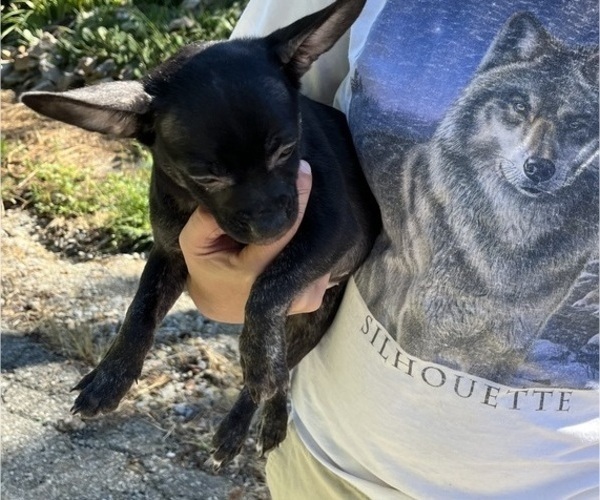 Medium Photo #62 French Bullhuahua Puppy For Sale in SPRAGGS, PA, USA