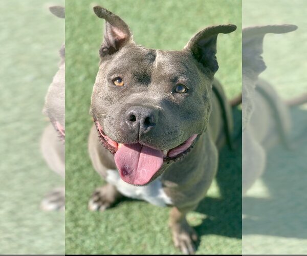 Medium Photo #1 American Pit Bull Terrier Puppy For Sale in Los Angeles, CA, USA