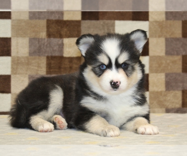 Medium Photo #2 Pomsky Puppy For Sale in DENVER, PA, USA