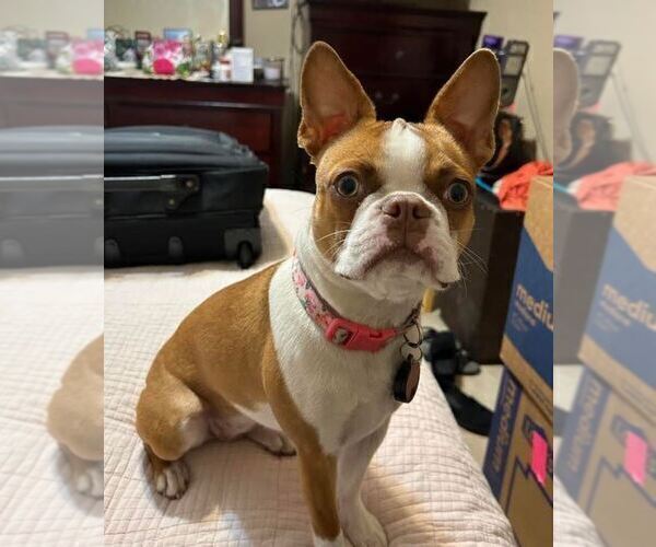 Medium Photo #1 Boston Terrier Puppy For Sale in BROOKSVILLE, FL, USA