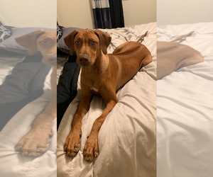 Rhodesian Ridgeback Puppy for sale in BARSTOW, CA, USA