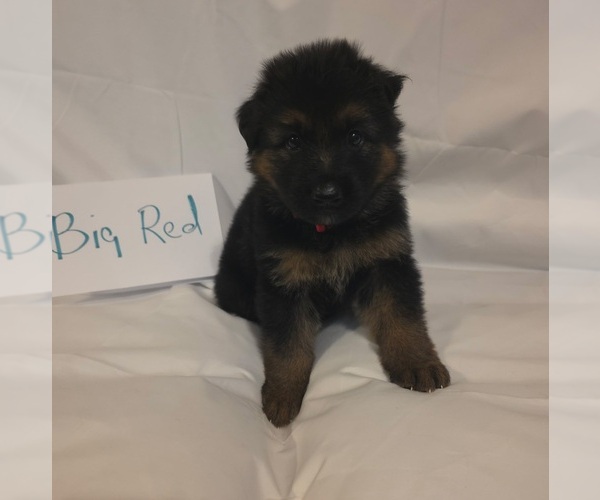 Medium Photo #3 German Shepherd Dog Puppy For Sale in ARLINGTON, TX, USA