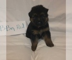 Small #2 German Shepherd Dog