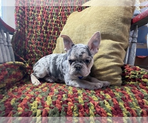 Medium French Bulldog