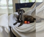 Small #5 Bulldog-Catahoula Leopard Dog Mix