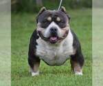 Small Photo #1 American Bully Puppy For Sale in SYLACAUGA, AL, USA