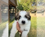 Small #3 Shih Tzu