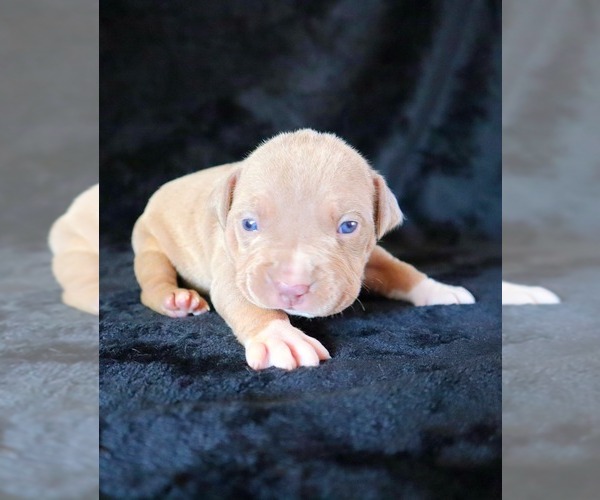 Medium Photo #20 American Bully Puppy For Sale in PALMDALE, CA, USA