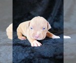 Small Photo #20 American Bully Puppy For Sale in PALMDALE, CA, USA