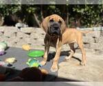 Puppy Orange girl Great Dane