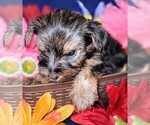 Small #6 Yorkshire Terrier
