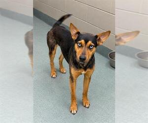 Gerberian Shepsky Dogs for adoption in Baytown, TX, USA