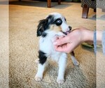 Small Photo #5 Miniature Australian Shepherd Puppy For Sale in BEATTY, OR, USA