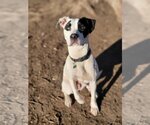 Small Photo #16 Great Dane-Labrador Retriever Mix Puppy For Sale in Princeton, MN, USA