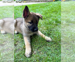Puppy 11 German Shepherd Dog-Siberian Husky Mix