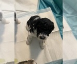 Small #7 Poodle (Standard)